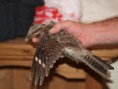 /album/photo-gallery-photogallery/red-necked-nightjar-picked-up-near-laguna-de-tiscar-jpg/